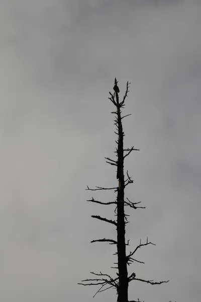 DSC_0177 (Large).JPG